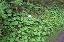 Sous-bois humide