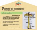 Poste structure et rôle des champignons