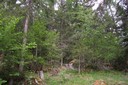 Tanière de la chanterelle