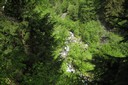 Torrent d'Orny