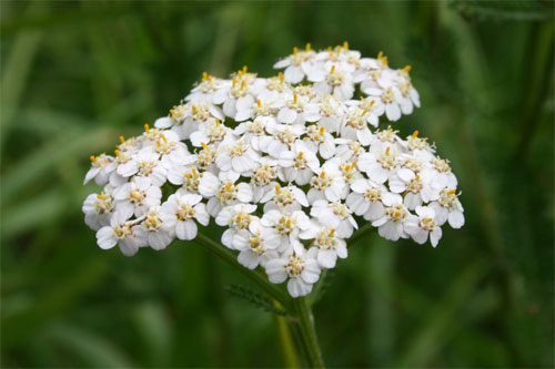 Achilée millefeuille