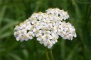 Achilée millefeuille