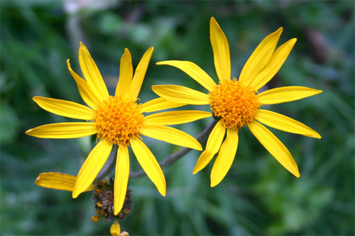 Arnica