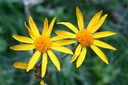 Arnica