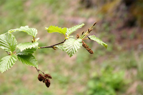 Aune vert
