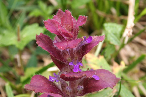 Bugle pyramidal