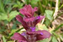 Bugle pyramidal