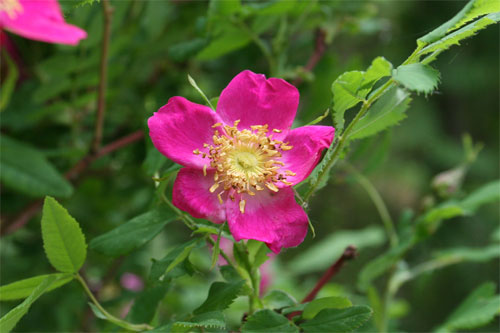 Eglantine des Alpes