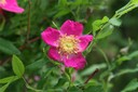 Eglantine des Alpes