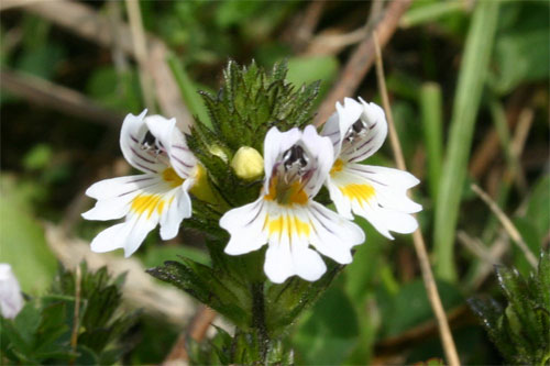 Euphrasie casse-lunettes