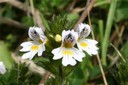 Euphrasie casse-lunettes