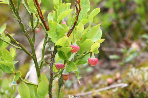 Fleur de myrtille