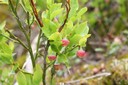 Fleur de myrtille