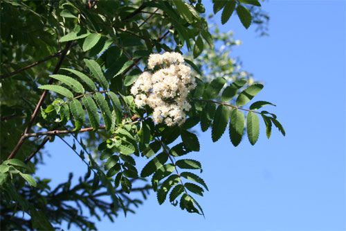 Fleur de sorbier