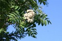 Fleur de sorbier