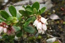 Fleurs d'airelle