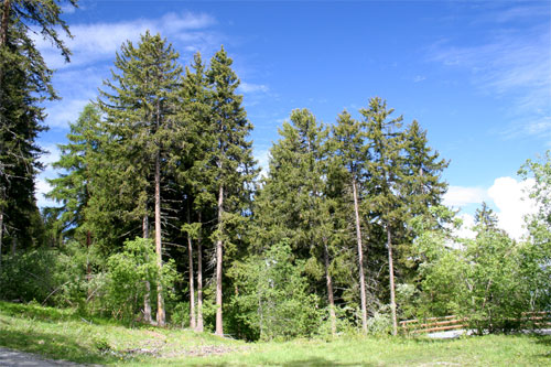 Forêt d'épicéa
