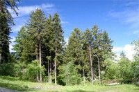 Forêt d'épicéa