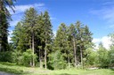 Forêt d'épicéa