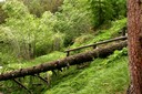 Forêt de Nendaz