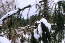 Forêt détruite par un ouragan