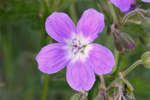 Géranium des bois