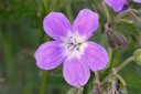 Géranium des bois