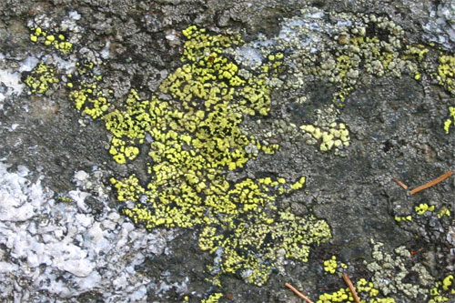 Lichen géographique