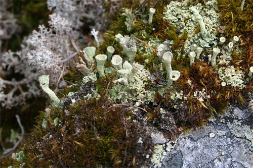 Lichen