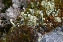 Lichen