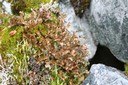 Lichens