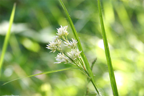 Luzule blanc de neige