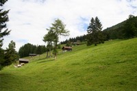 Mayen