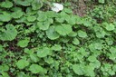 Mégaphorbiaie