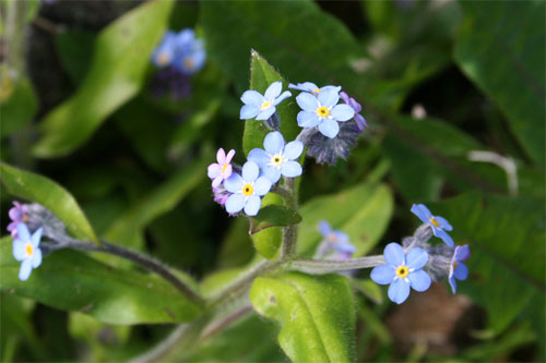 Myosotis