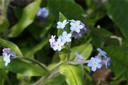Myosotis