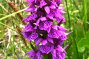 Orchis à larges feuilles