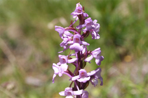 Orchis moucheron