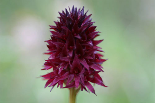 Orchis vanillé