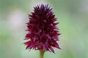 Orchis vanillé