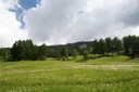 Pâturage entourant les mayens