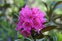 Rhododendron ferrugineux