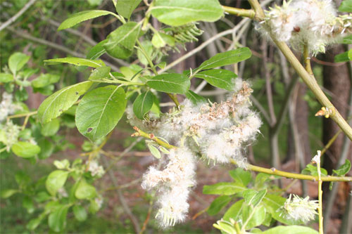 Saule en fleur