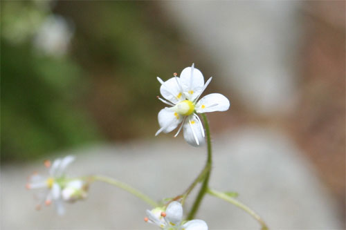 Saxifrage à feuilles en coin