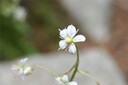 Saxifrage à feuilles en coin
