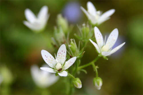 Saxifrage à feuilles rondes