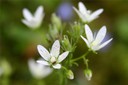 Saxifrage à feuilles rondes