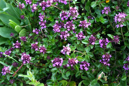 Thym serpolet