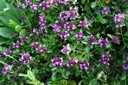 Thym serpolet