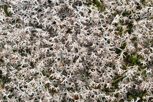 Une des plusieurs espèces de lichens poussant sur le pierrier